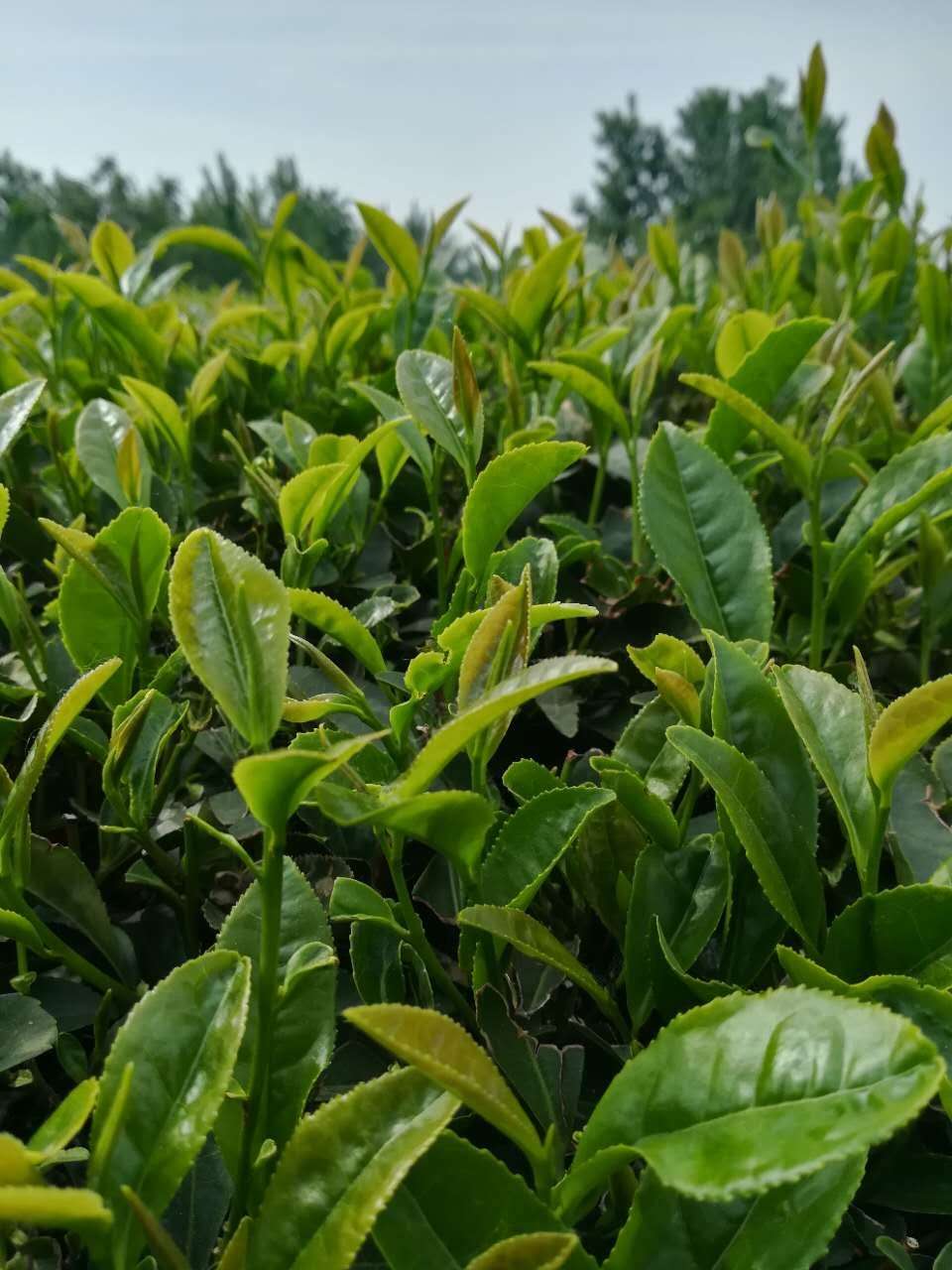 823720029090411485.jpg 823720029090411485.jpg