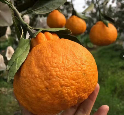 /Upload/Product/11ec1abadf94471b983da92dd15a3bef.png?width=200&height=148&bgcolor=fff